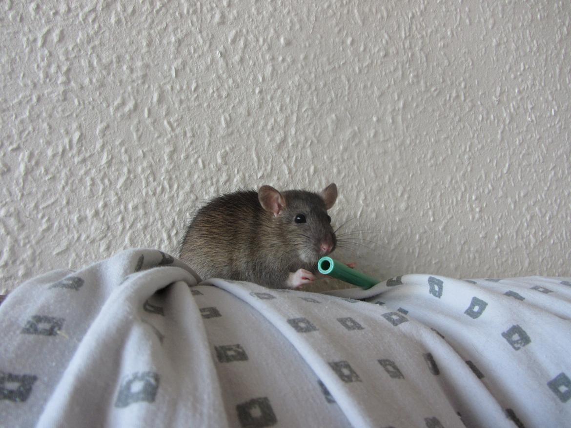 Tamrotte Dee RIP billede 2