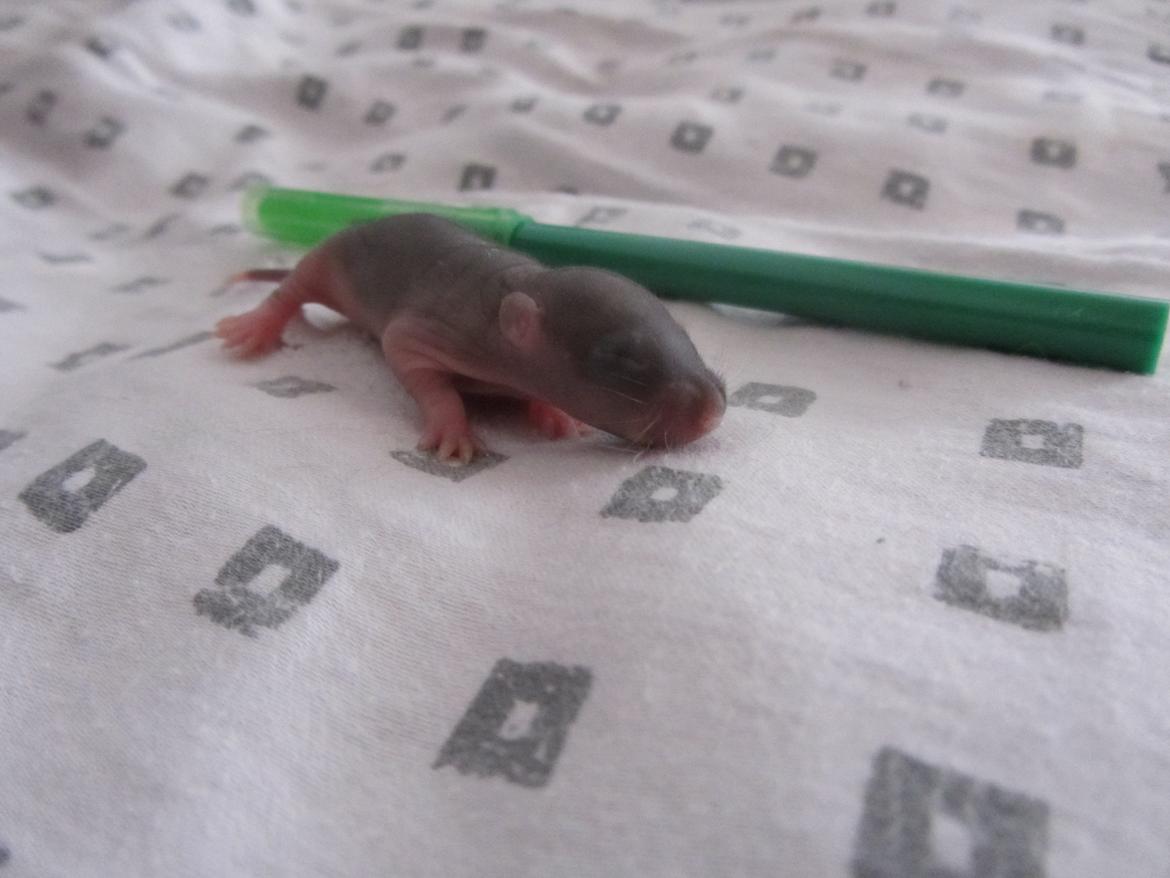 Tamrotte Dee RIP billede 3