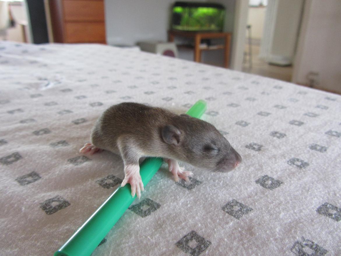 Tamrotte Dee RIP billede 4