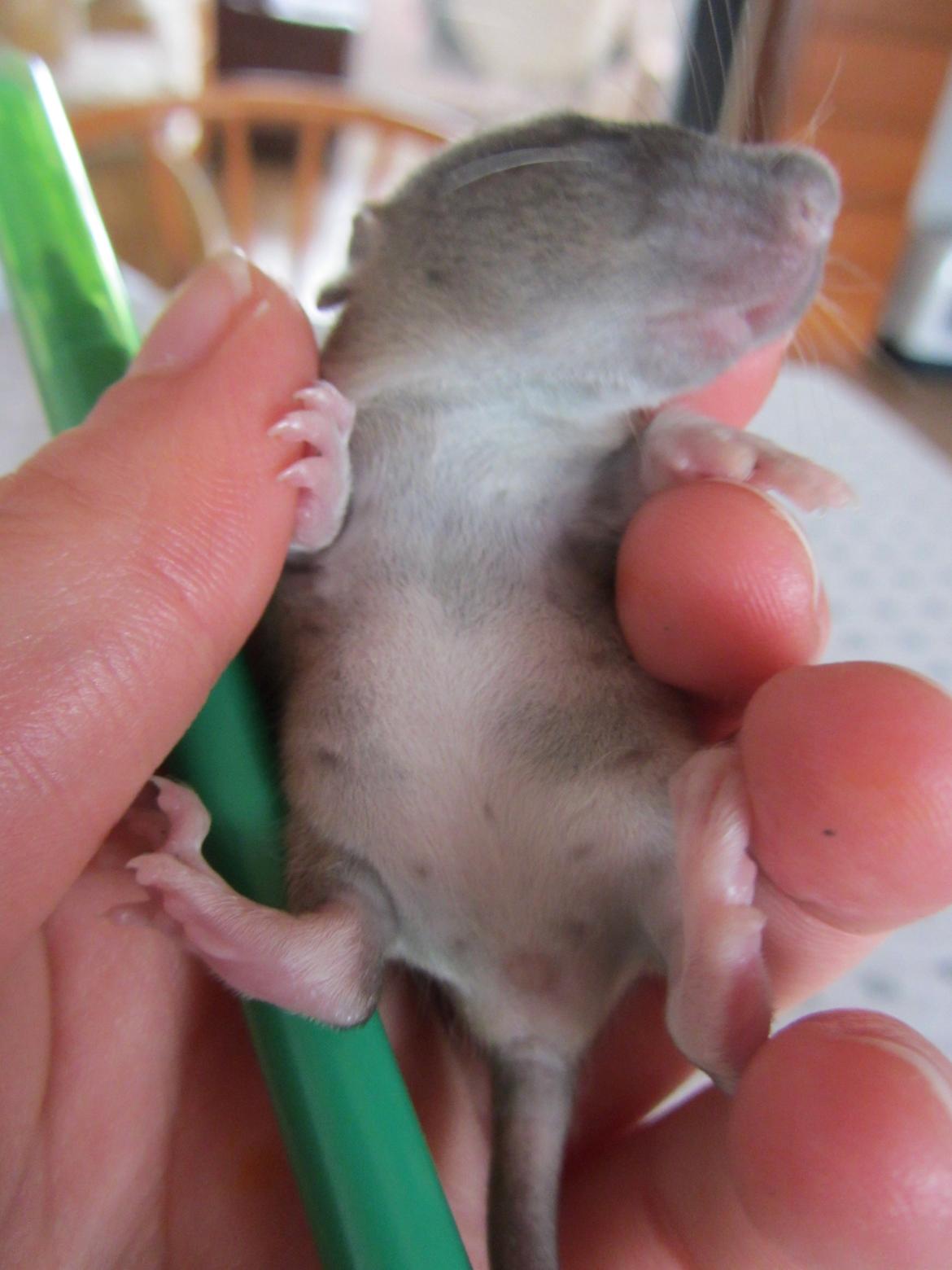 Tamrotte Dee RIP billede 5