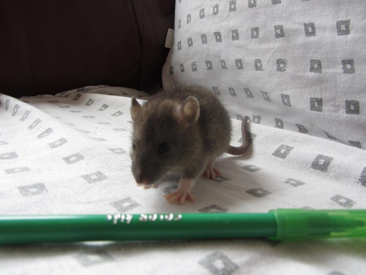 Tamrotte Dee RIP billede 6