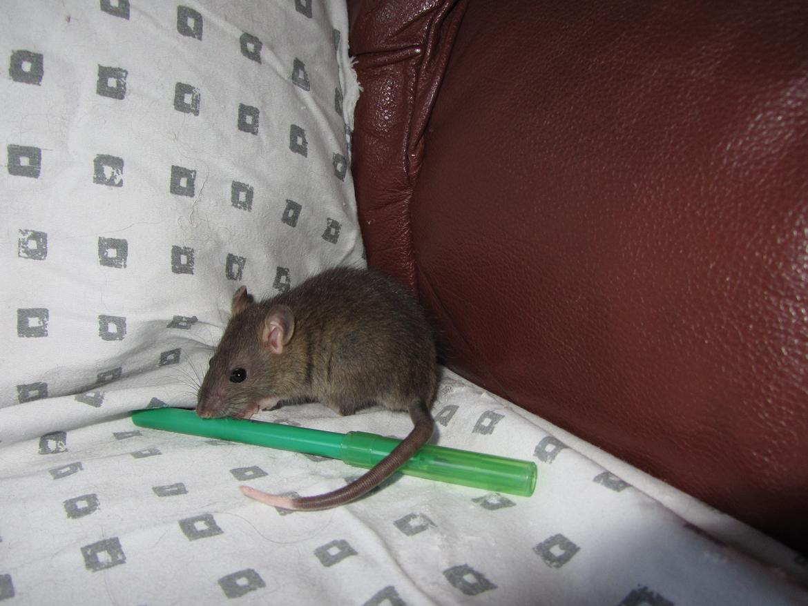 Tamrotte Dee RIP billede 7