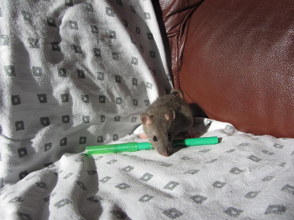 Tamrotte Dee RIP billede 8