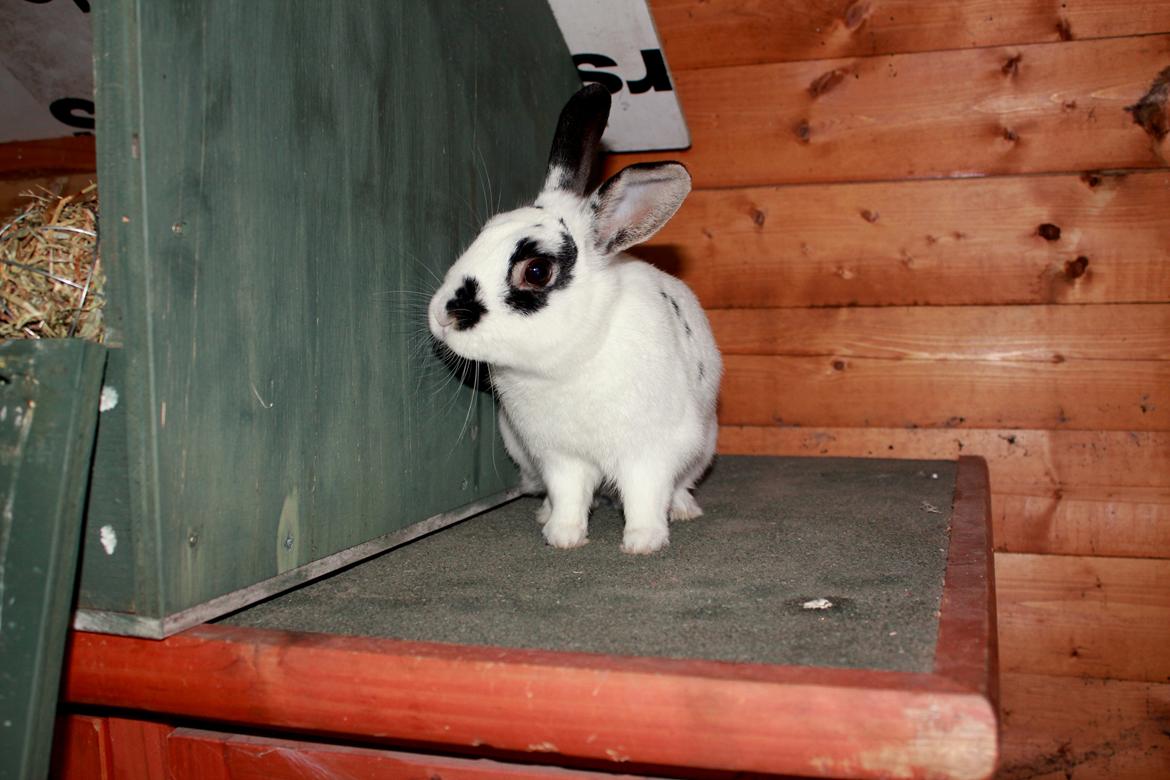 Kanin Dandelions Magnificent "Nuller" billede 13