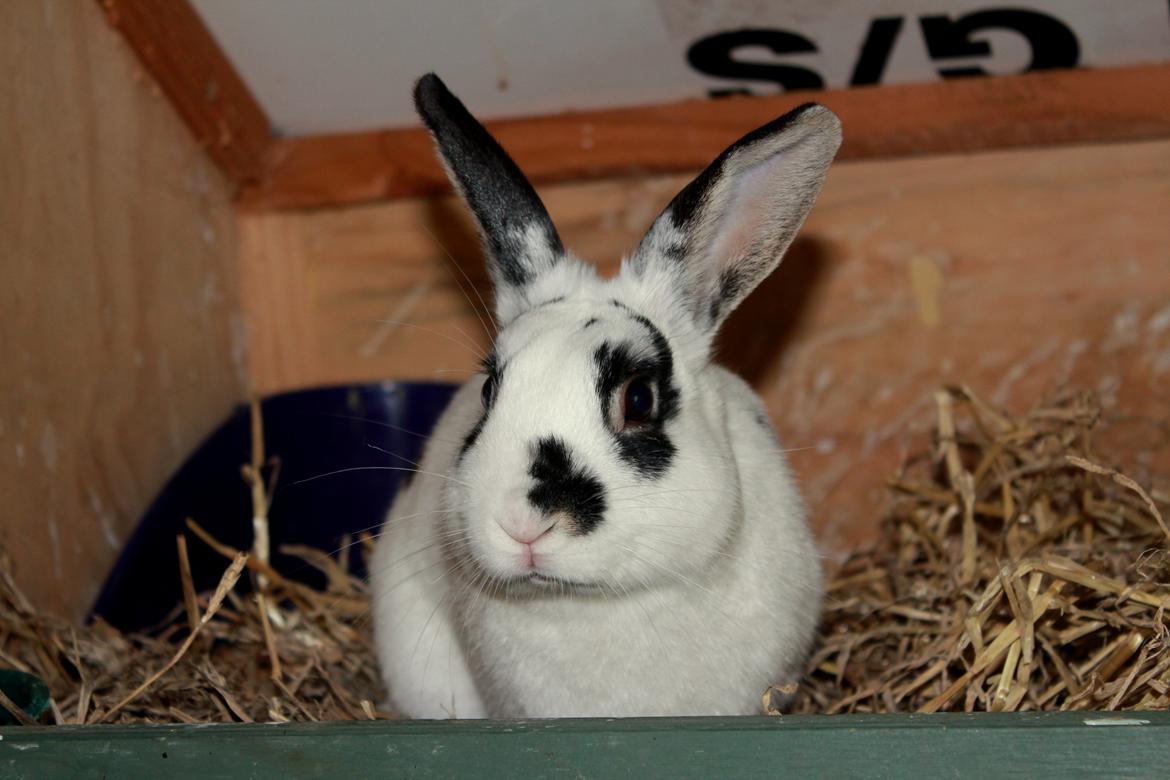 Kanin Dandelions Magnificent "Nuller" billede 15