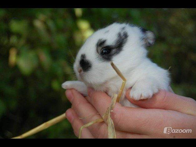 Kanin Dandelions Magnificent "Nuller" billede 16