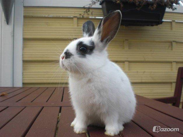 Kanin Dandelions Magnificent "Nuller" billede 17