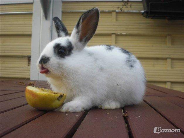 Kanin Dandelions Magnificent "Nuller" billede 18