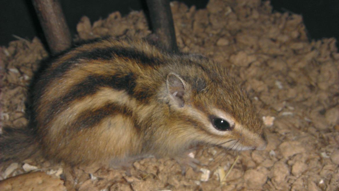 Jordegern Chopper billede 1