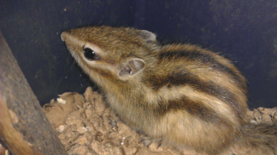 Jordegern Chopper billede 2