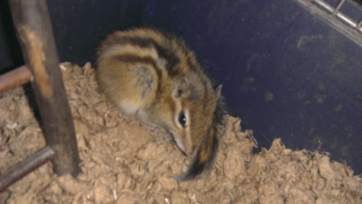 Jordegern Chopper billede 3