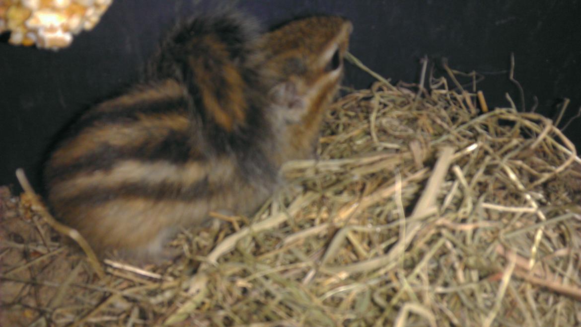 Jordegern Chopper billede 4