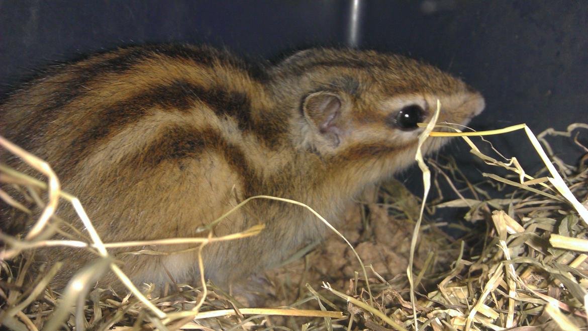 Jordegern Chopper billede 5