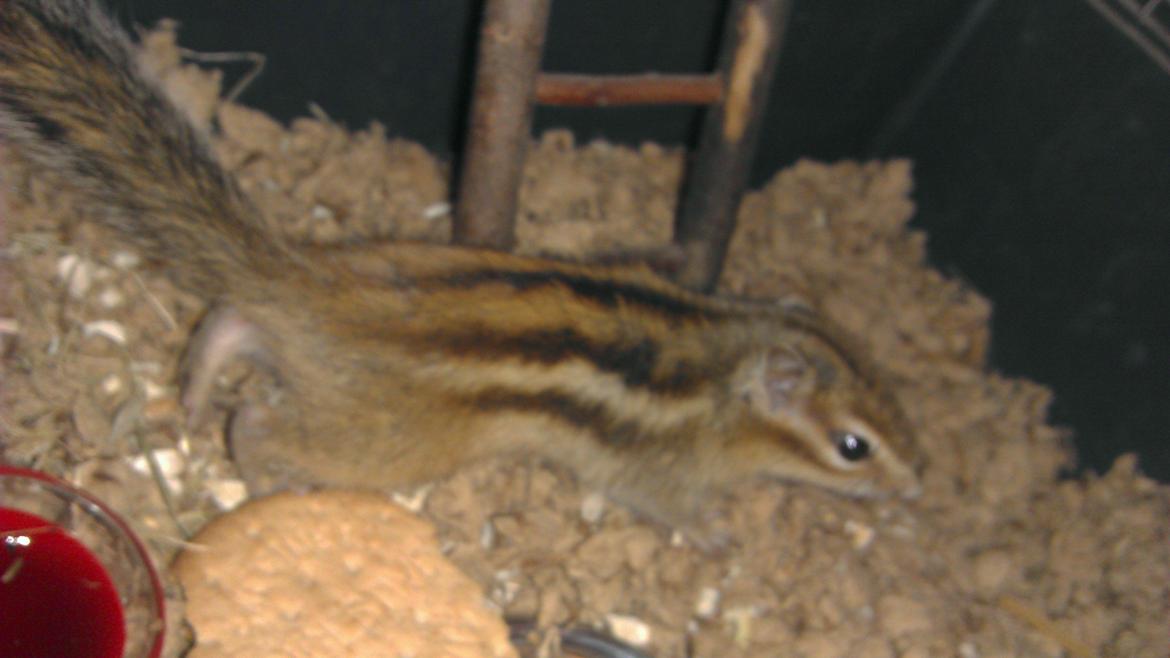 Jordegern Chopper billede 6