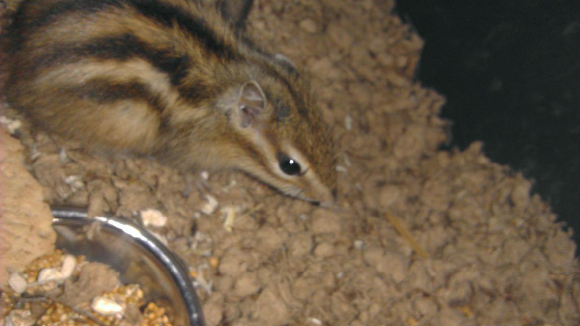 Jordegern Chopper billede 7