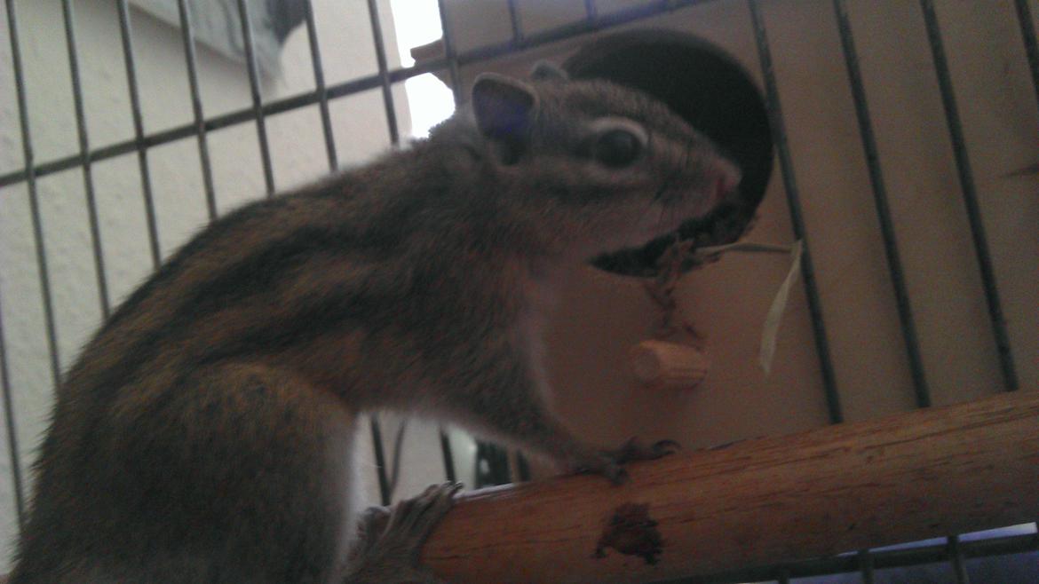 Jordegern Chipper billede 6