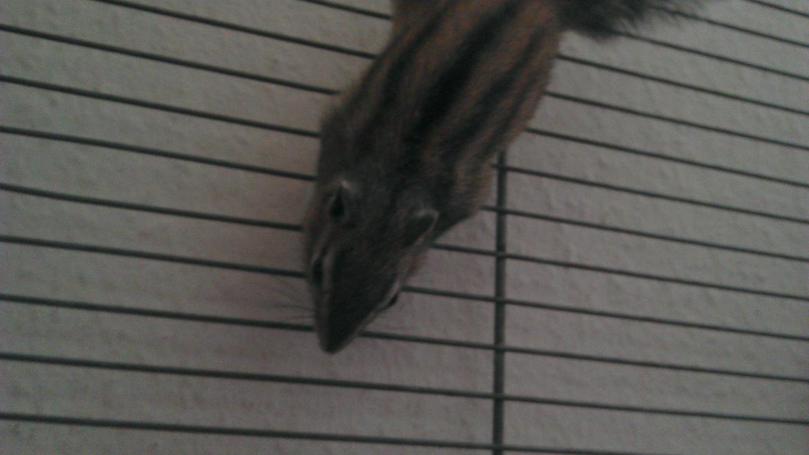 Jordegern Chipper billede 7