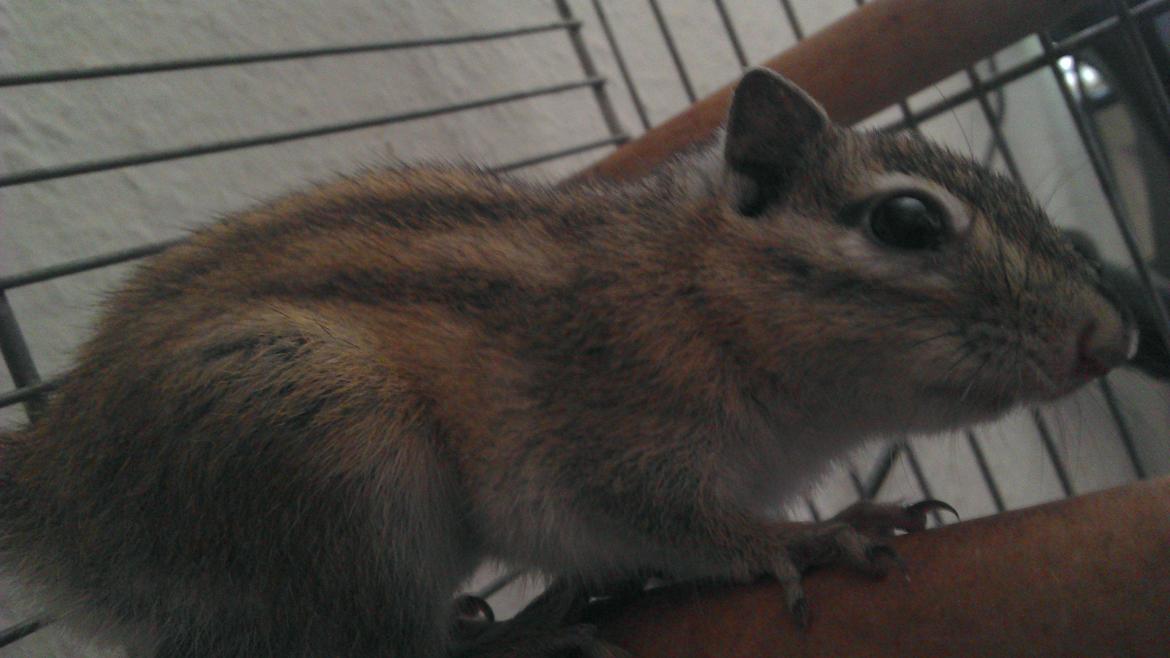 Jordegern Chipper billede 8