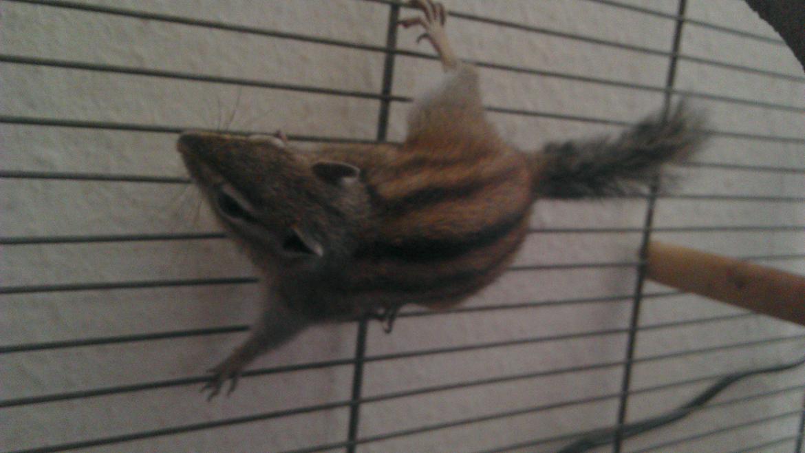 Jordegern Chipper billede 9