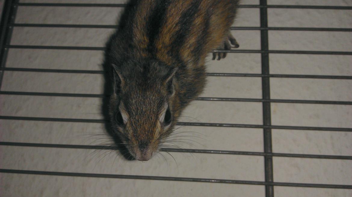 Jordegern Chipper billede 10