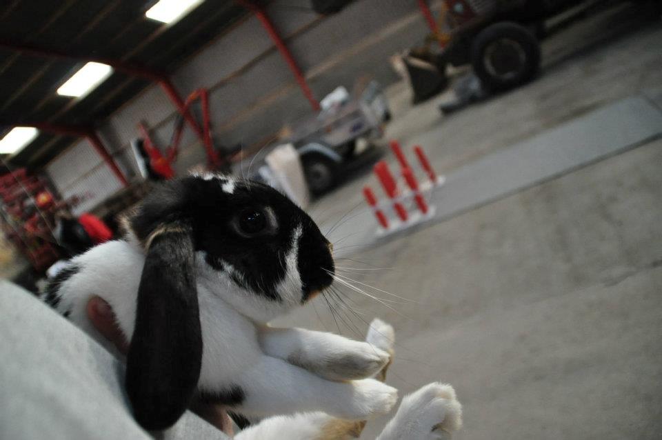 Kanin Silverados Partly Cloudy - Foto: Camilla Jensen billede 15
