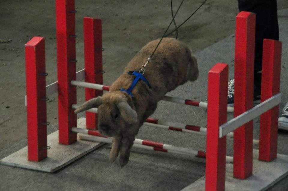 Kanin Viktor - 7# Let Lige - Haderslev - D. 5. Juni 2012
Foto: Schmatz Photography billede 7