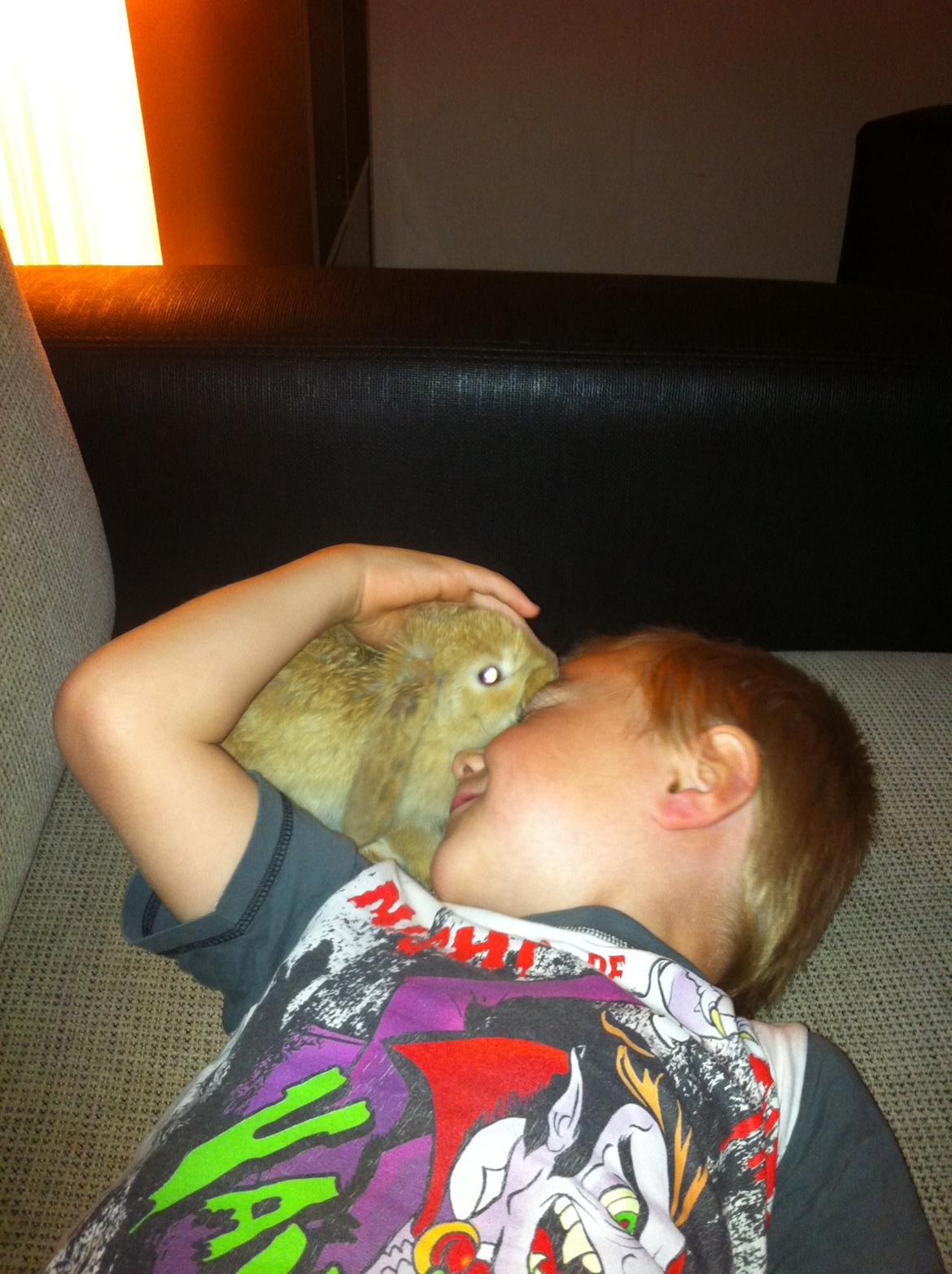 Kanin Albert billede 4