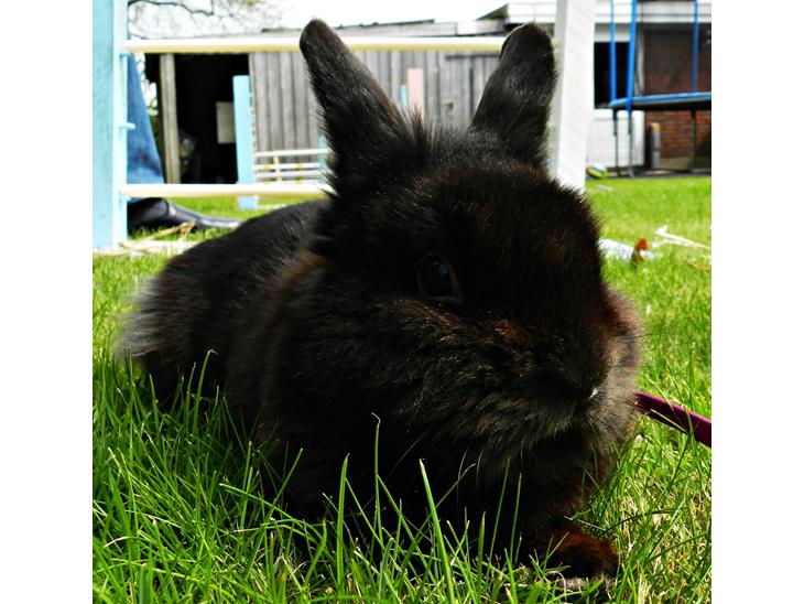 Kanin Speedy Cornsarles (forsvundet) :´( - Velkommen til Speedys profil :D billede 1
