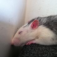 Tamrotte chucky (Charles Lee Ray)