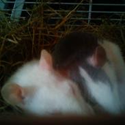 Tamrotte chucky (Charles Lee Ray)