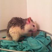 Tamrotte chucky (Charles Lee Ray)