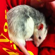 Tamrotte chucky (Charles Lee Ray)