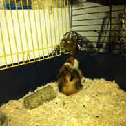 Marsvin Pjuske R.I:P <3