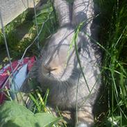 Kanin Esballelunds Stampe R.i.p