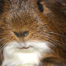 Marsvin Hannibal *Coronet*