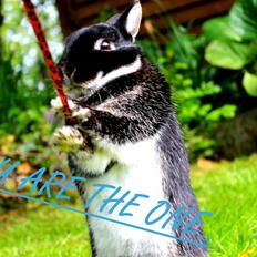 Kanin Louis Van De Misipeare