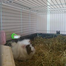 Marsvin Beethoven R.I.P<3 Hvil i fred