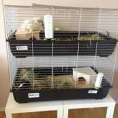 Marsvin Beethoven R.I.P<3 Hvil i fred