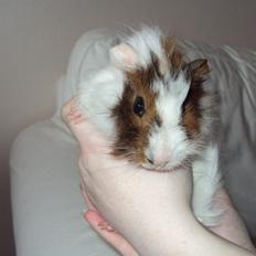 Marsvin Beethoven R.I.P<3 Hvil i fred