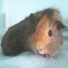 Marsvin Casey Macy von Bling