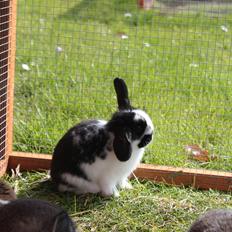 Kanin Pugerups Pixie