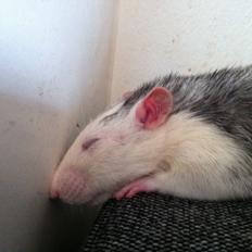 Tamrotte chucky (Charles Lee Ray)