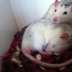 Tamrotte chucky (Charles Lee Ray)