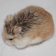 Dværghamster Blomme