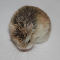 Dværghamster Blomme