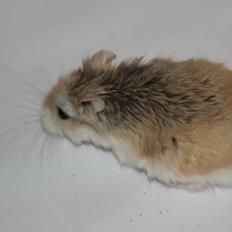 Dværghamster Blomme