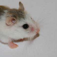 Dværghamster White ear