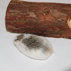 Dværghamster White ear