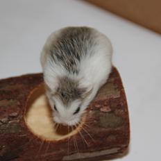 Dværghamster White ear