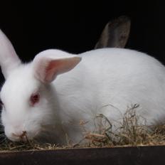 Kanin chasmin-(snowflake)